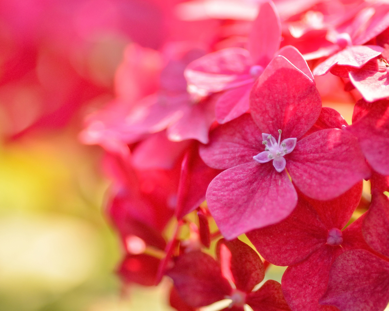 Красные красивые цветы гортензия крупным планом