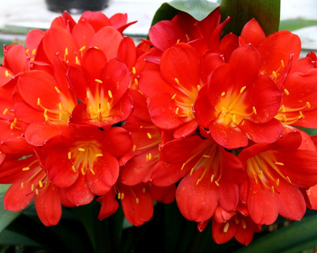 Красные красивые комнатные цветы кливия