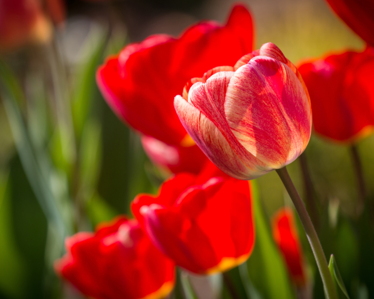 Красные красивые тюльпаны крупным планом