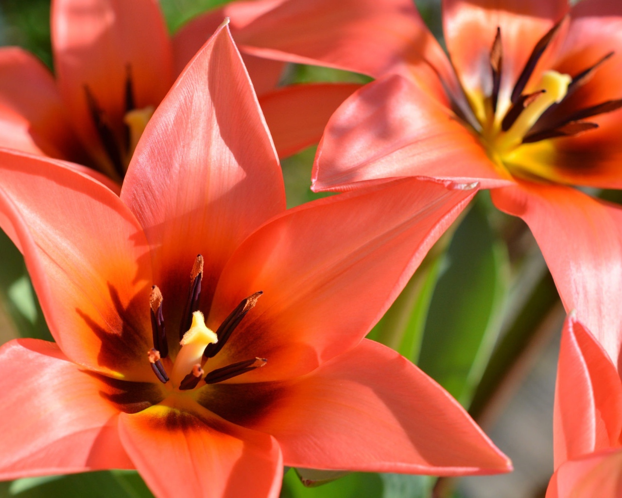 Красные распустившиеся тюльпаны крупным планом 