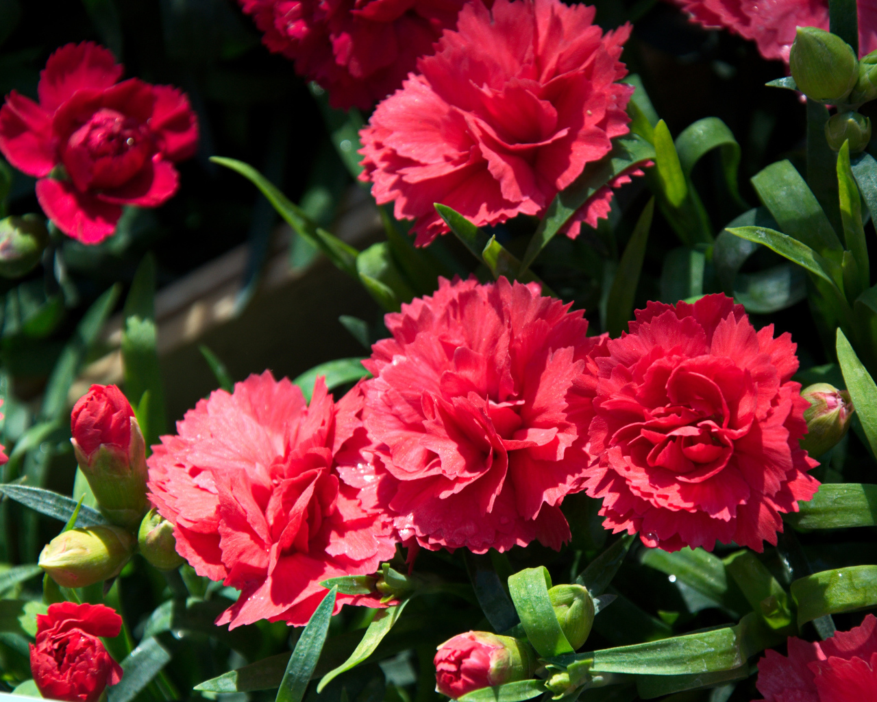 Красные гвоздики с бутонами крупным планом