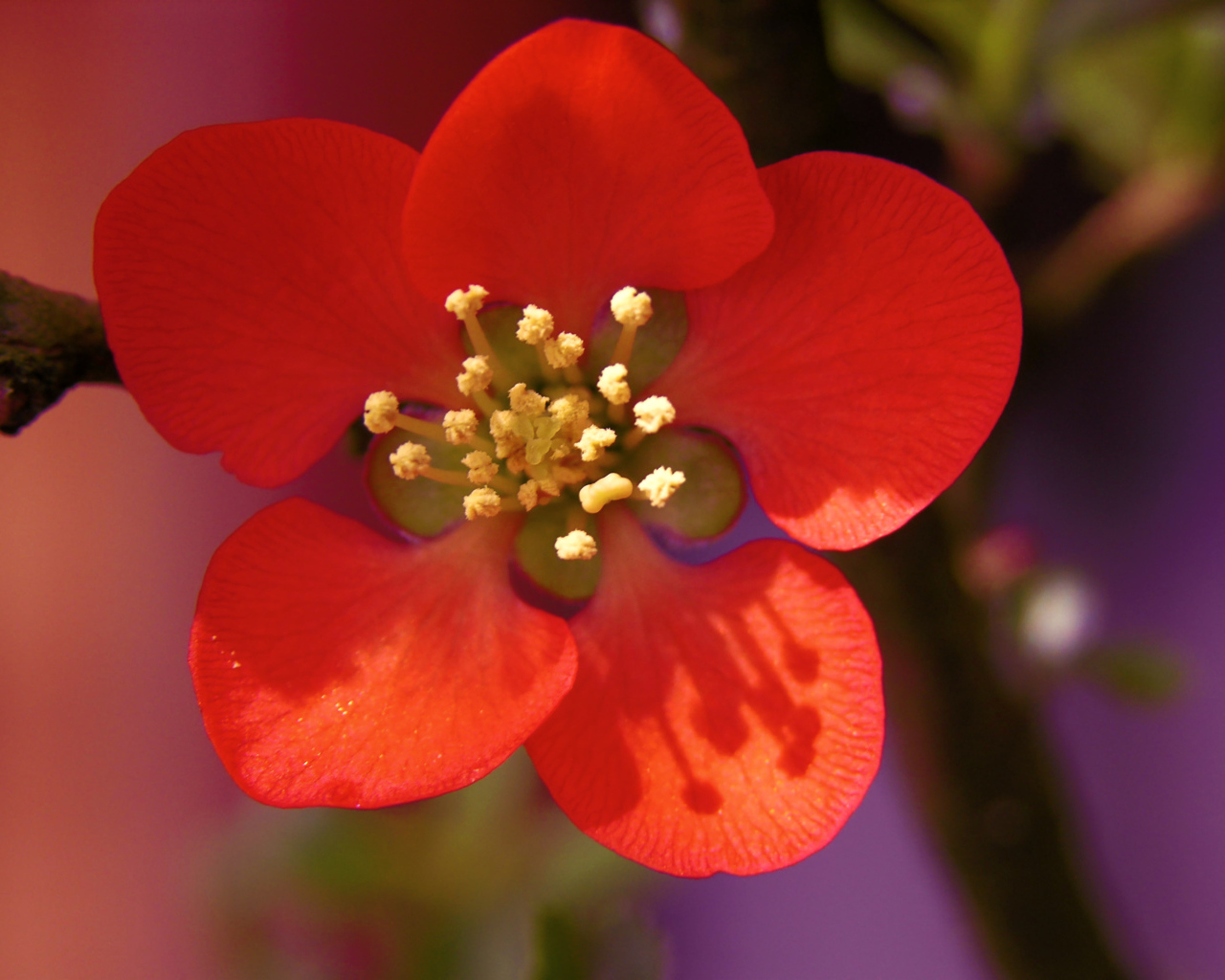 Красный нежный цветок на дереве крупным планом  