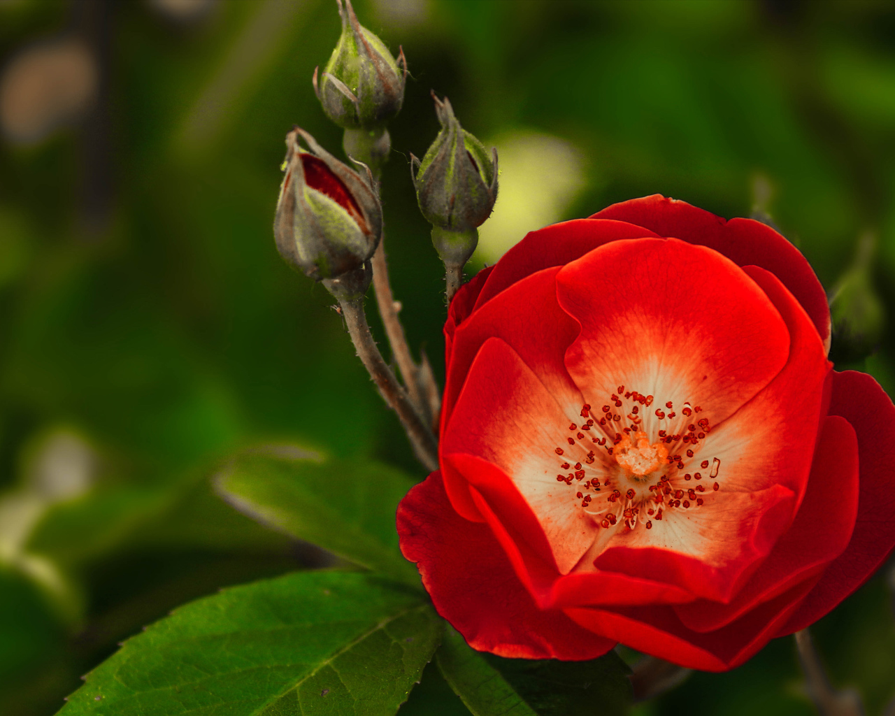 Красная нежная роза с бутонами крупным планом 