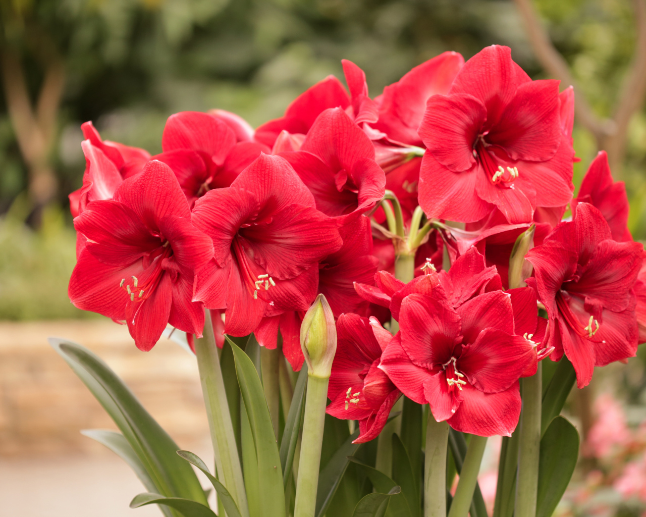 Красные цветы Амариллис крупным планом 