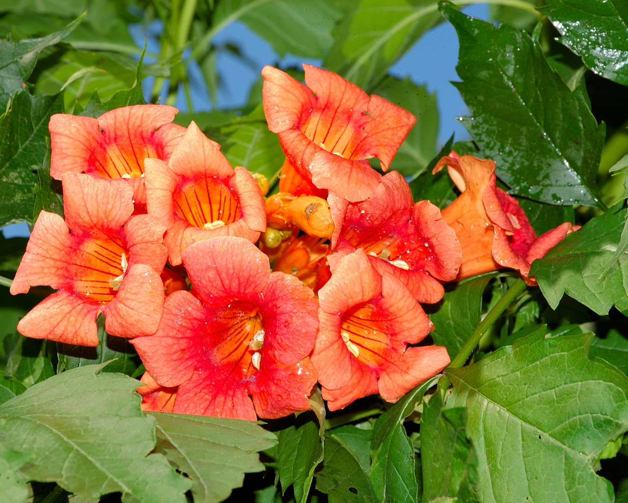 Красные цветы Кампсис крупным планом 