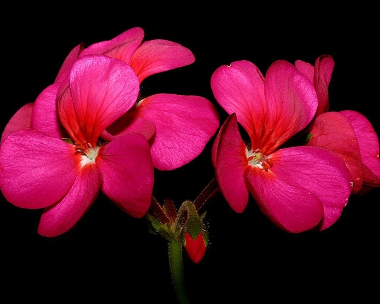 Красные цветы герани на черном фоне крупным планом