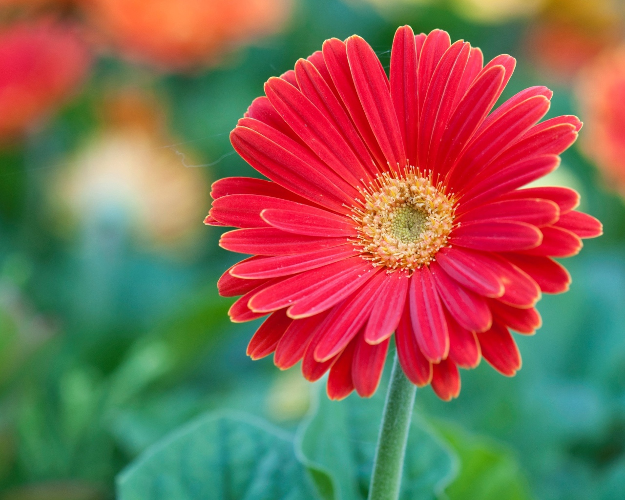 Красный цветок герберы крупным планом