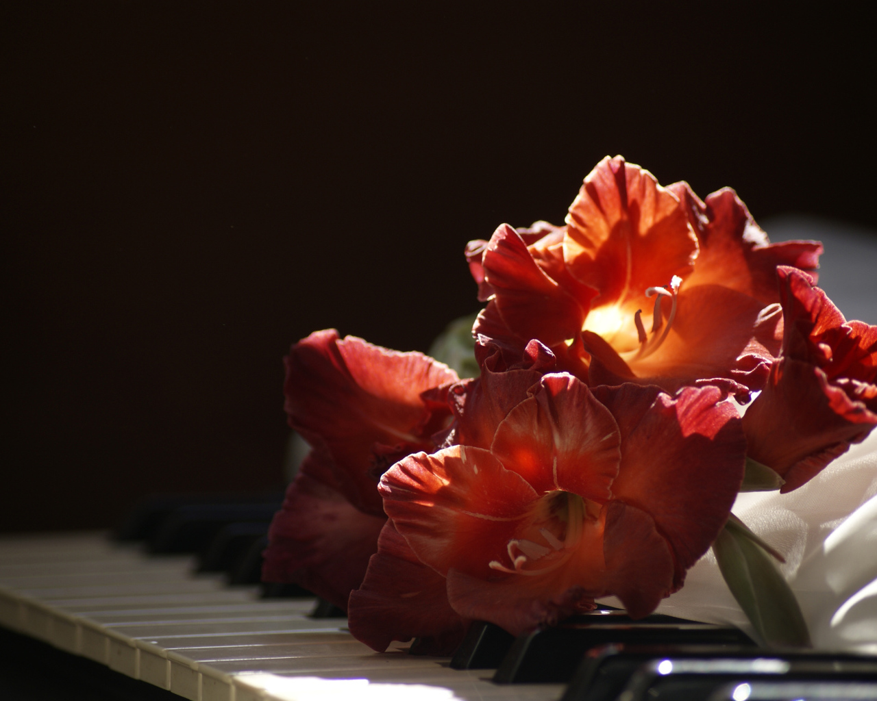 Красный гладиолус лежит на клавишах пианино