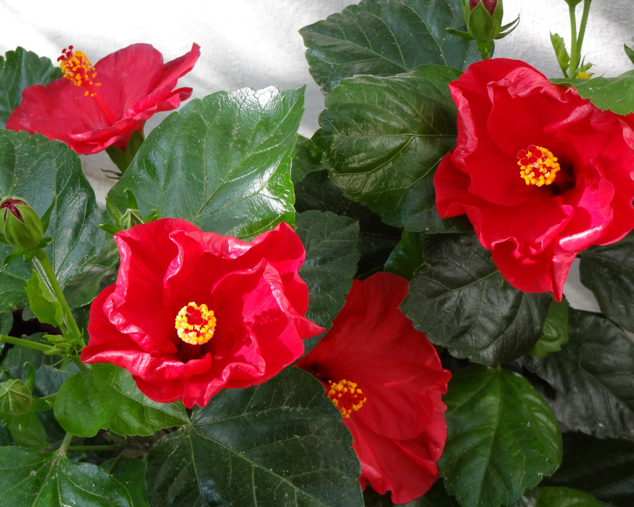 Красные цветы гибискуса с зелеными листьями крупным планом