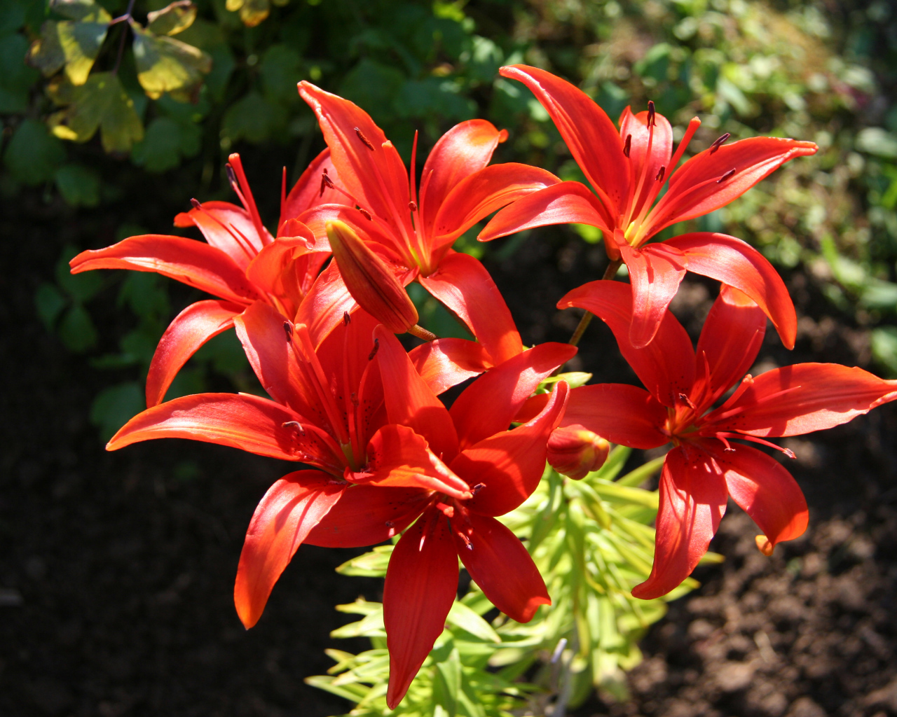 Красные лилии на клумбе крупным планом