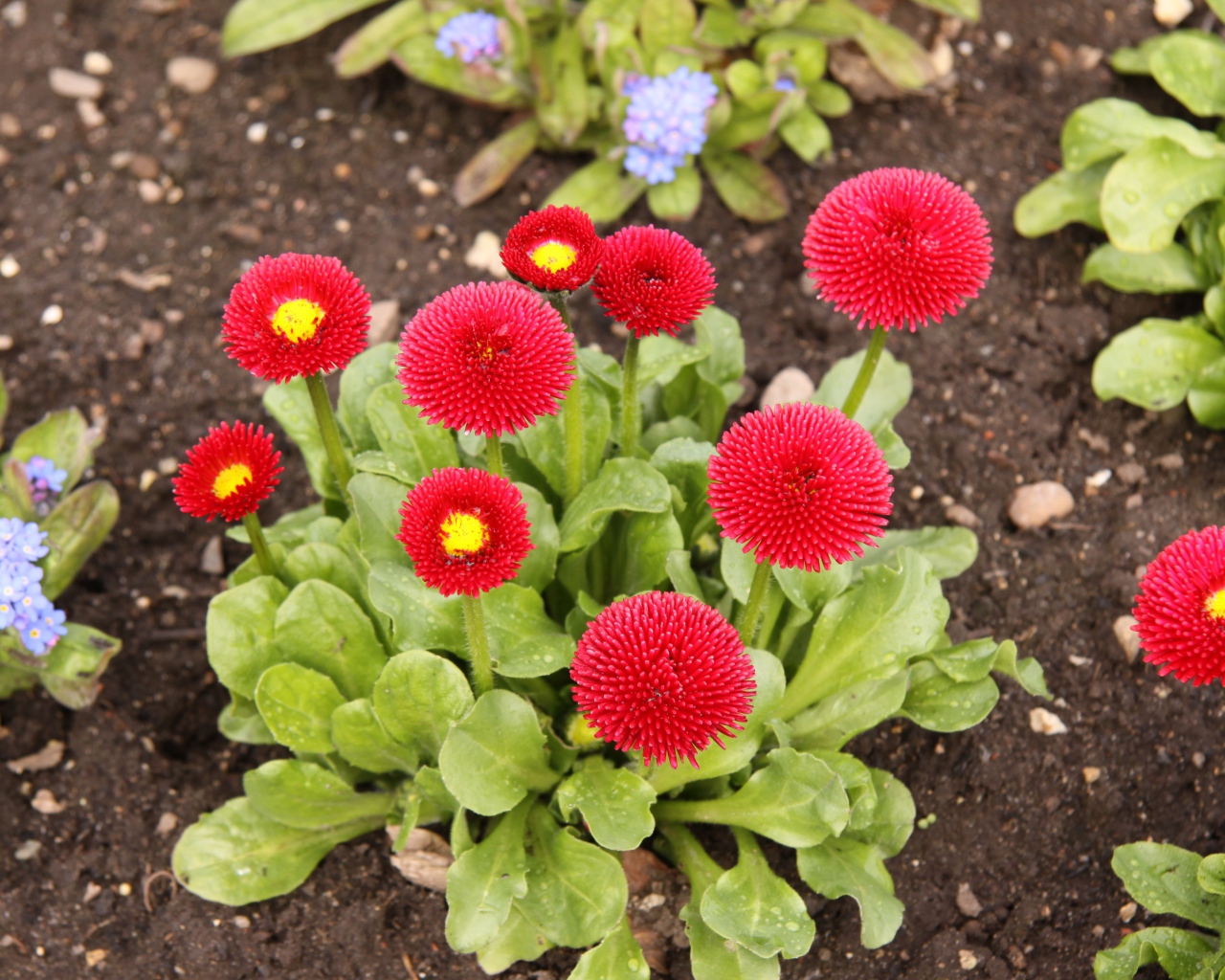 Красные пышные маргаритки на клумбе 