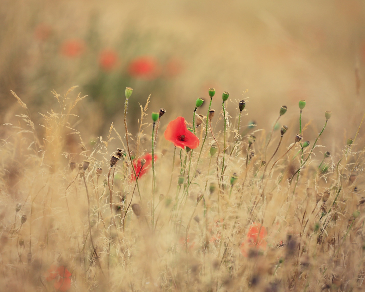 Красные полевые маки растут среди сухой травы