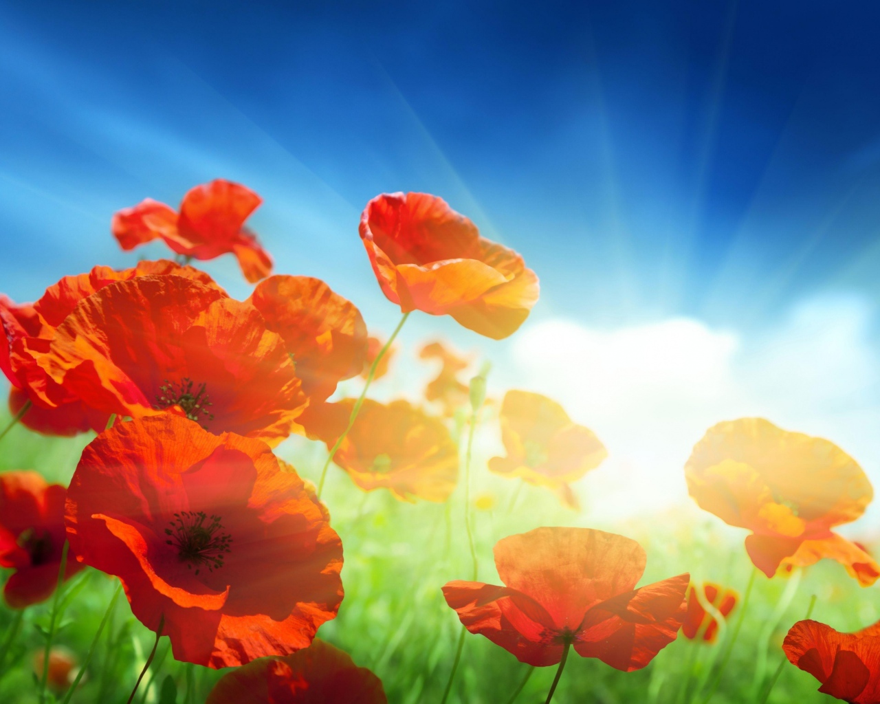 Красные маки в поле под голубым небом