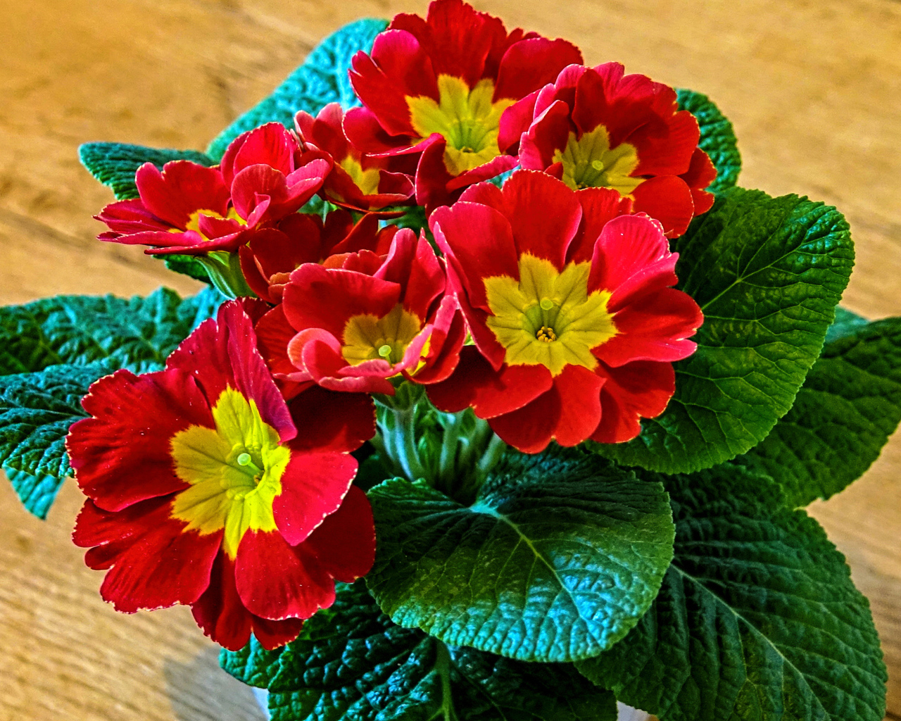 Красный цветок примула крупным планом 