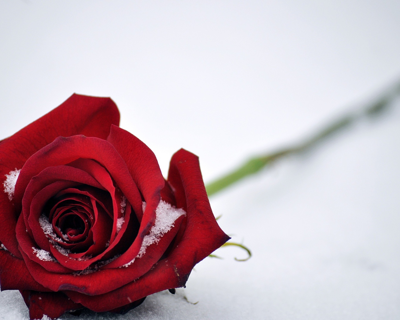 Красная роза на белом снегу 