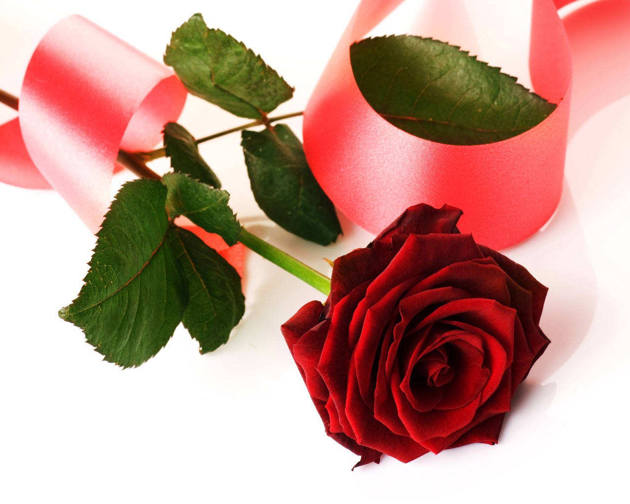 Красная роза с розовой лентой на белом фоне