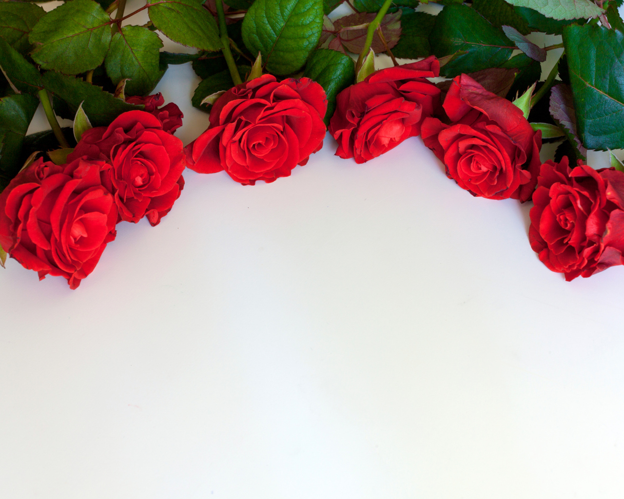 Красные розы на белом фоне, шаблон для открытки