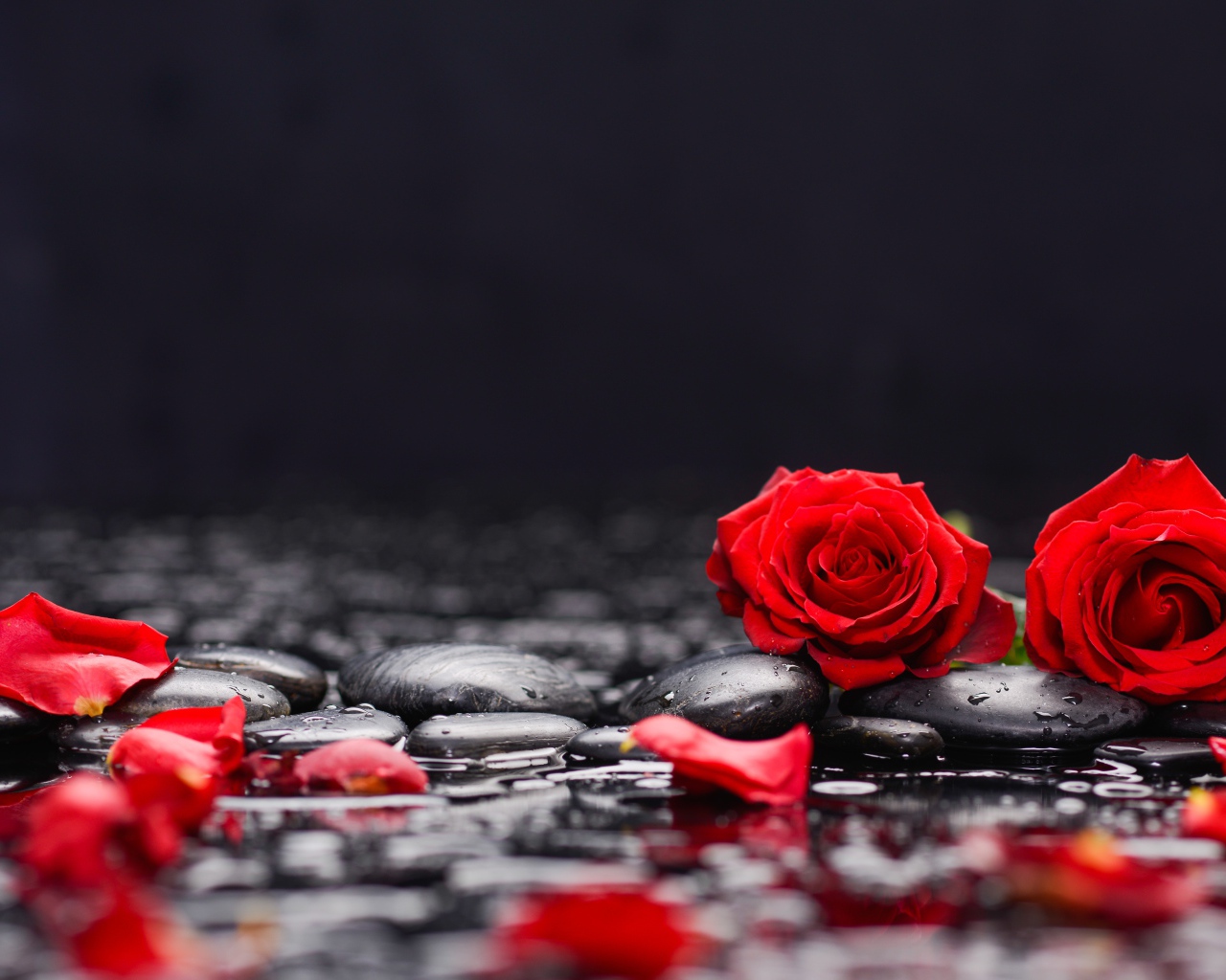 Красные розы на черных камнях в воде