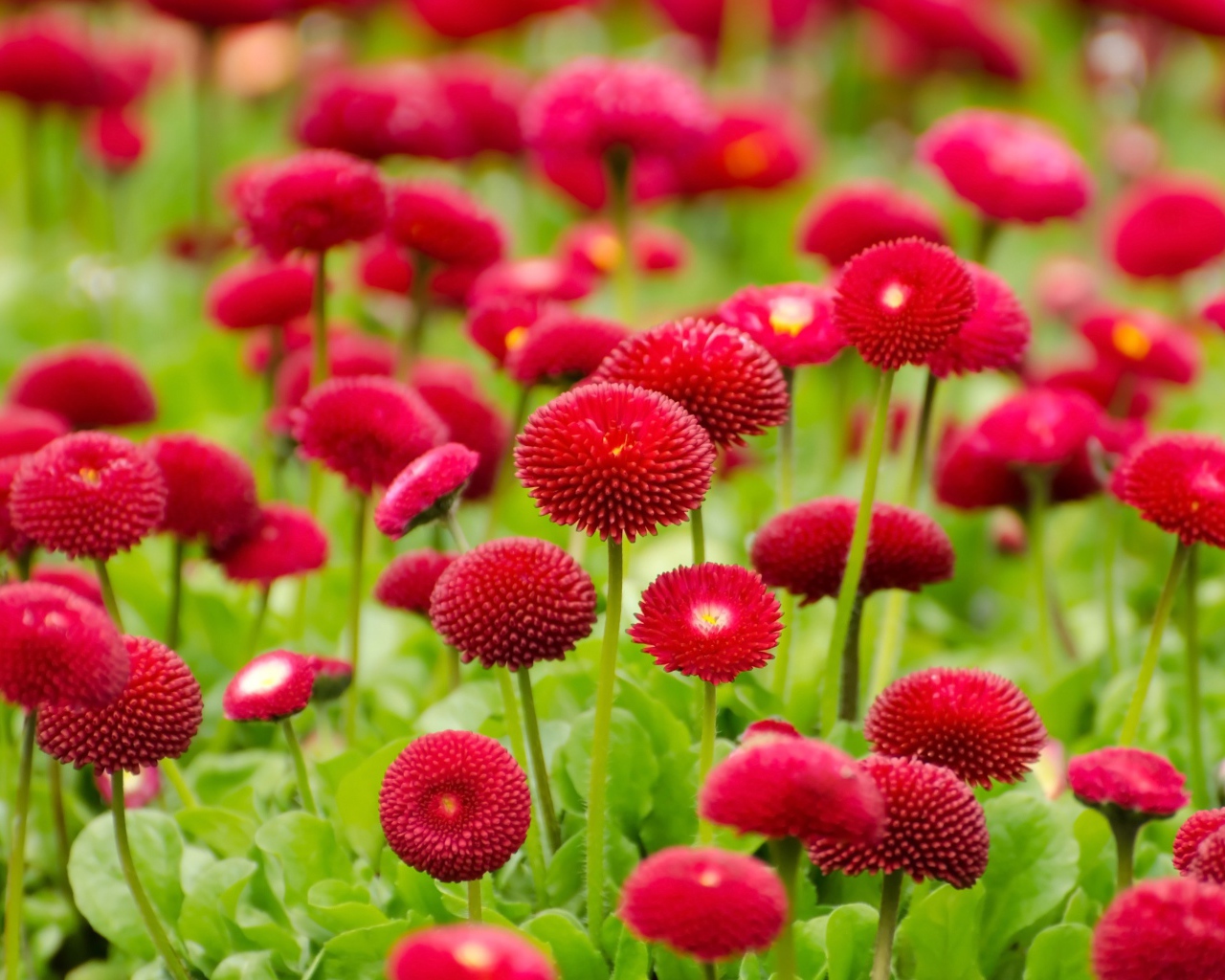 Красные летние цветы маргаритки 