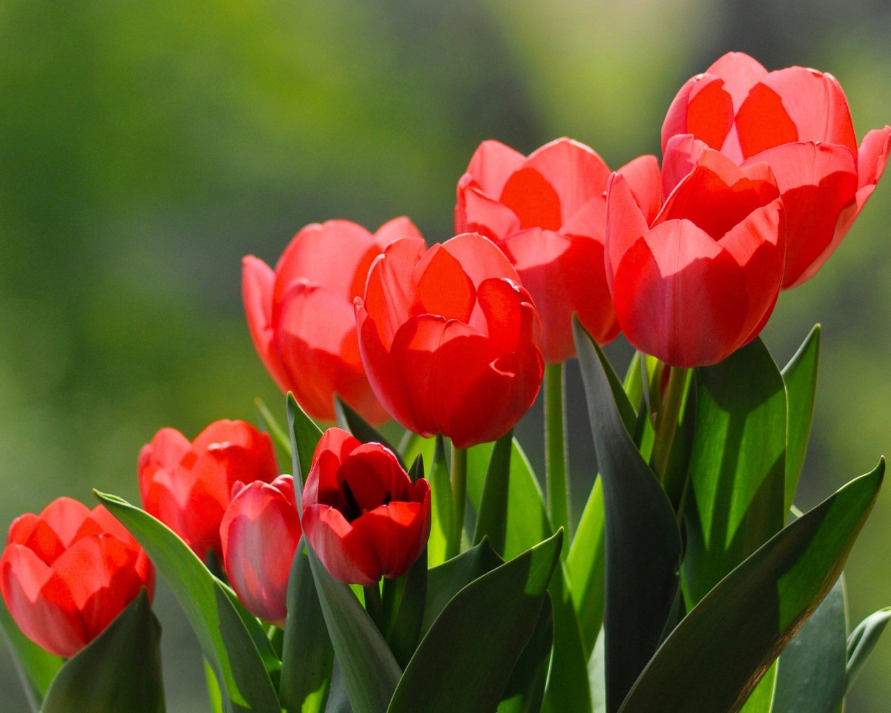 Красные тюльпаны с зелеными листьями