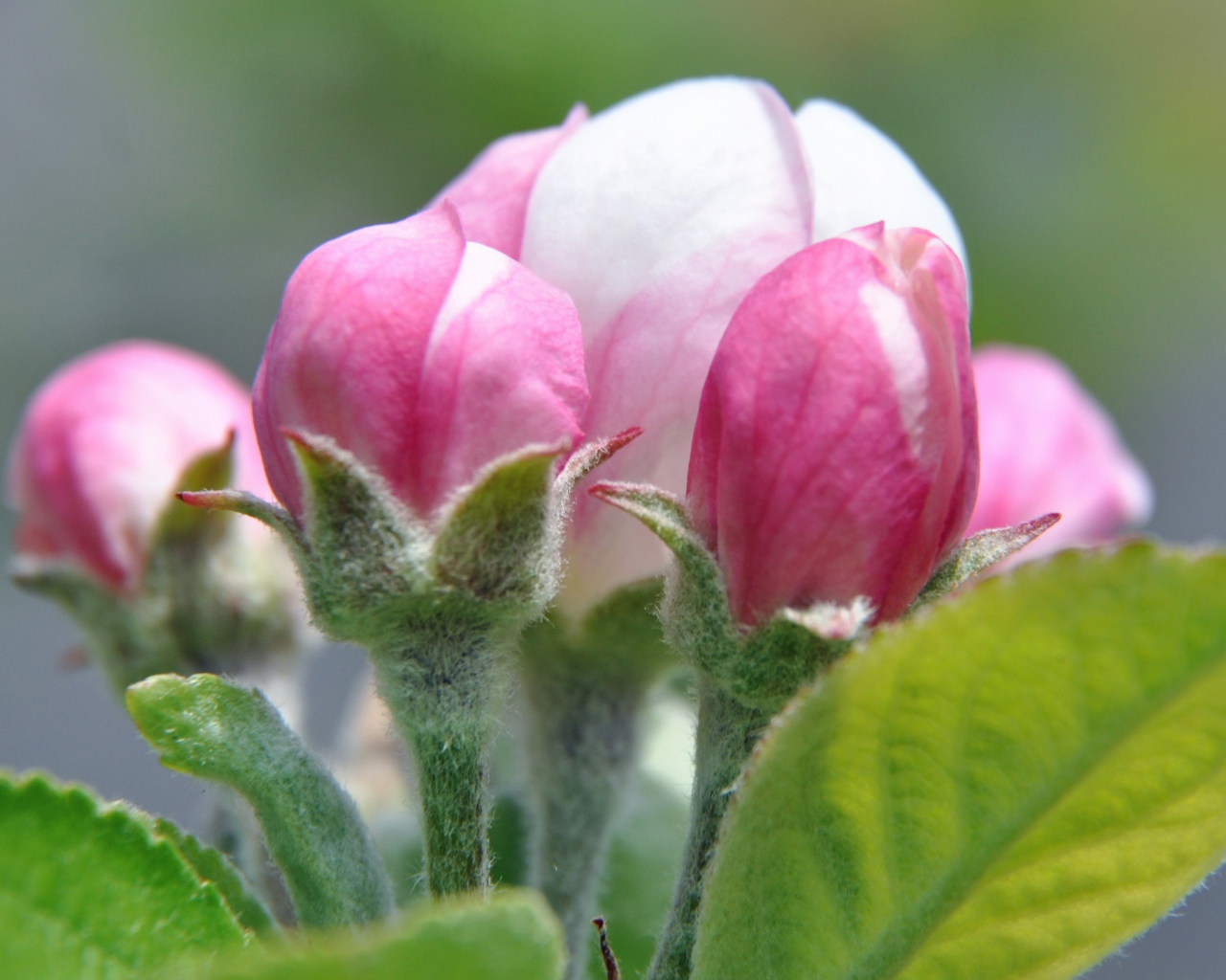 Распускающийся розовый цветок яблони 