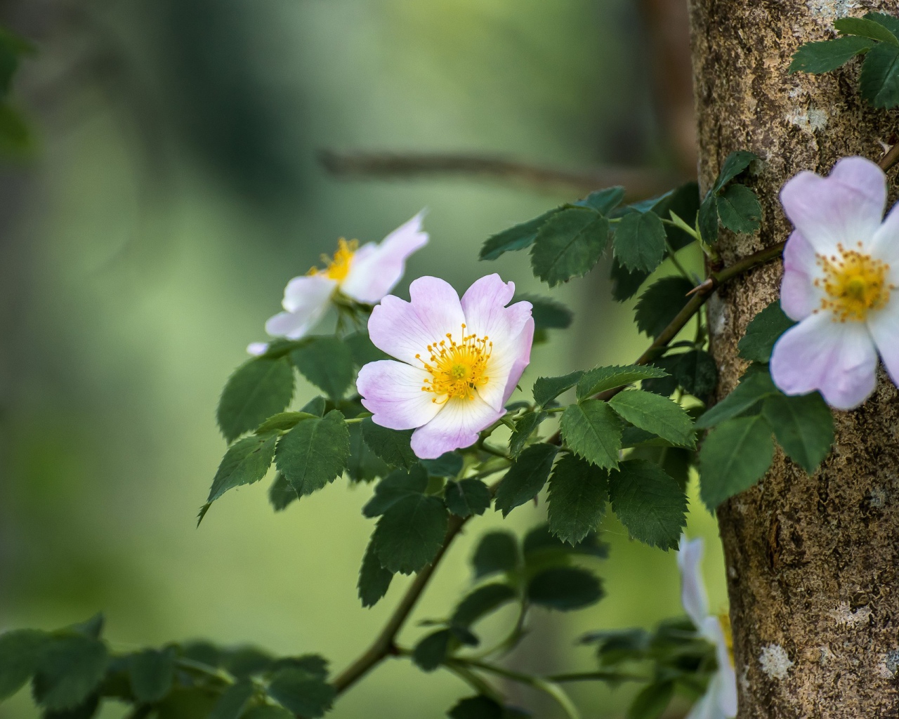 Ветка шиповника с розовыми цветами 