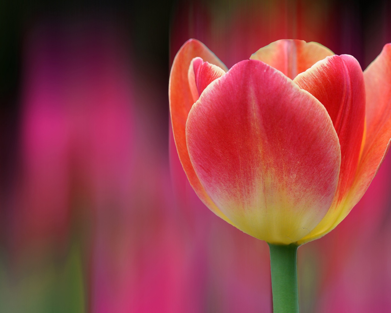 Одинокий розовый тюльпан 