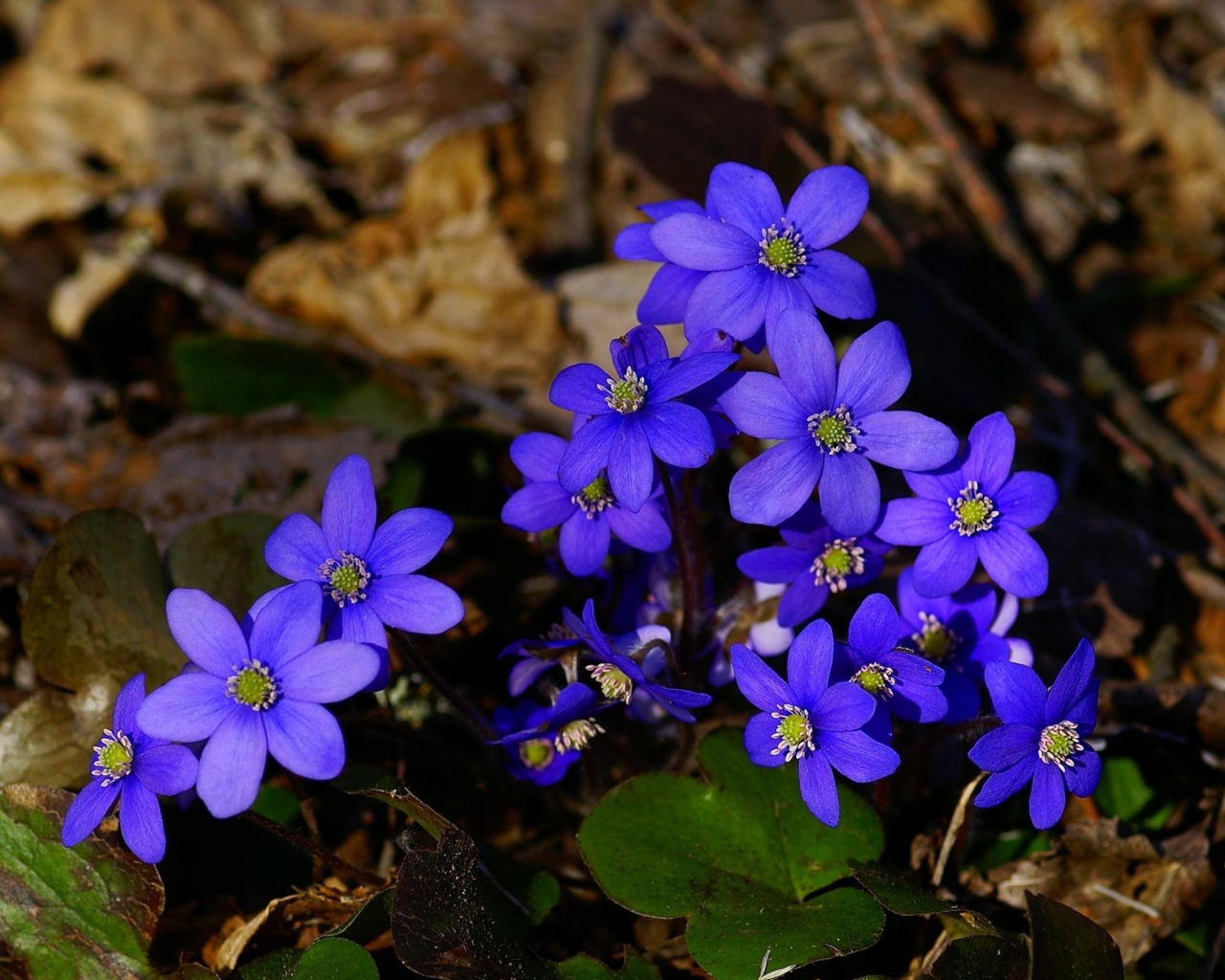 Маленькие синие цветы в сухой листве
