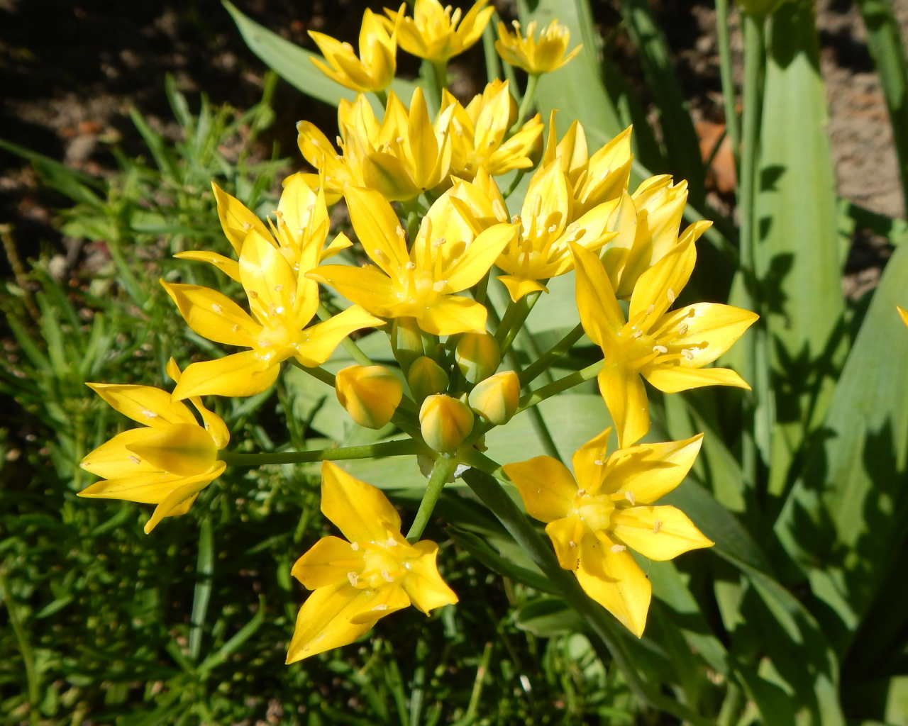 Маленькие желтые лилии вид сверху