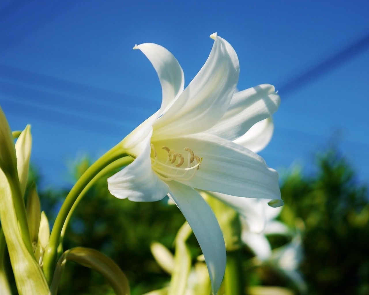 Белоснежная лилия под красивым голубым небом крупным планом