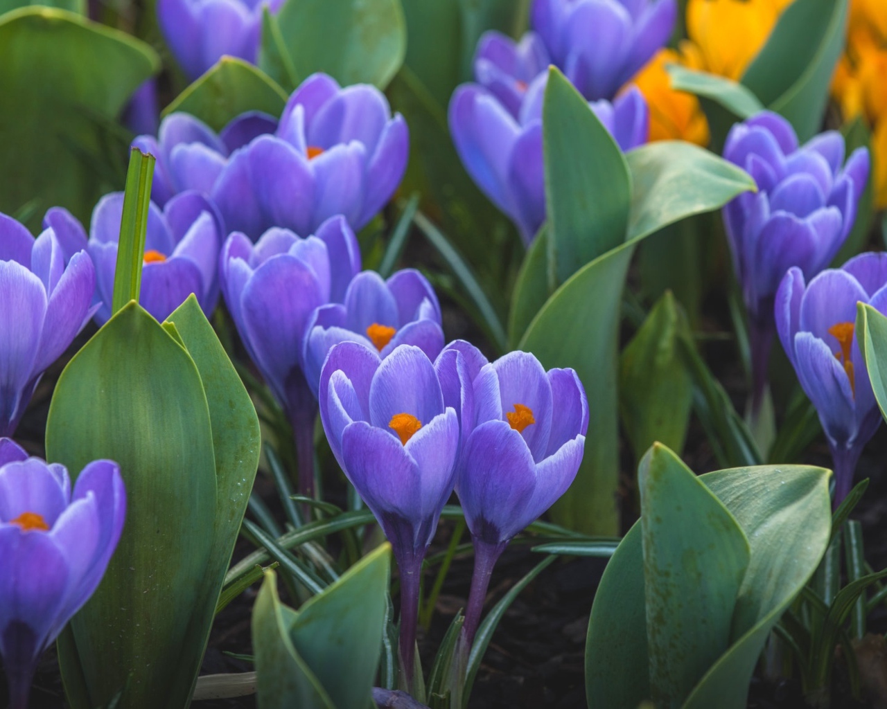 Весенние первоцветы сиреневые крокусы 