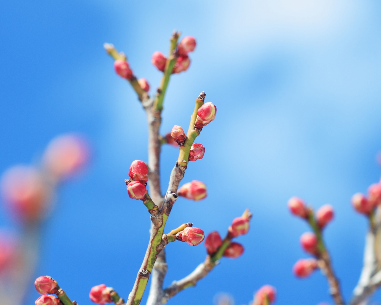 Распускающиеся почки деревьев весной