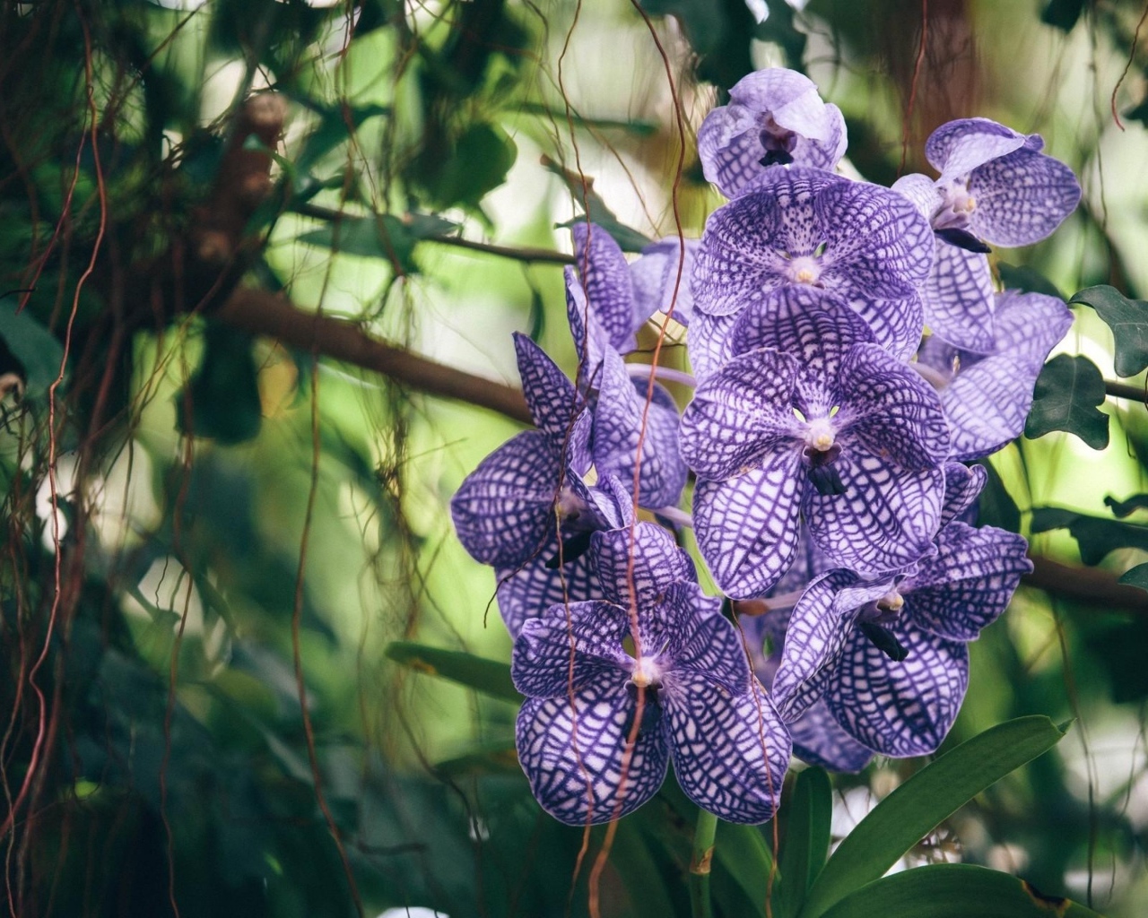 Полосатая фиолетовая экзотическая орхидея