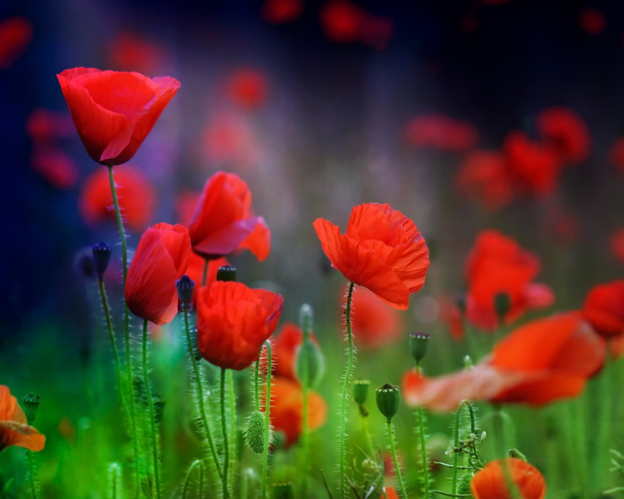 Летние красные цветы маки в поле