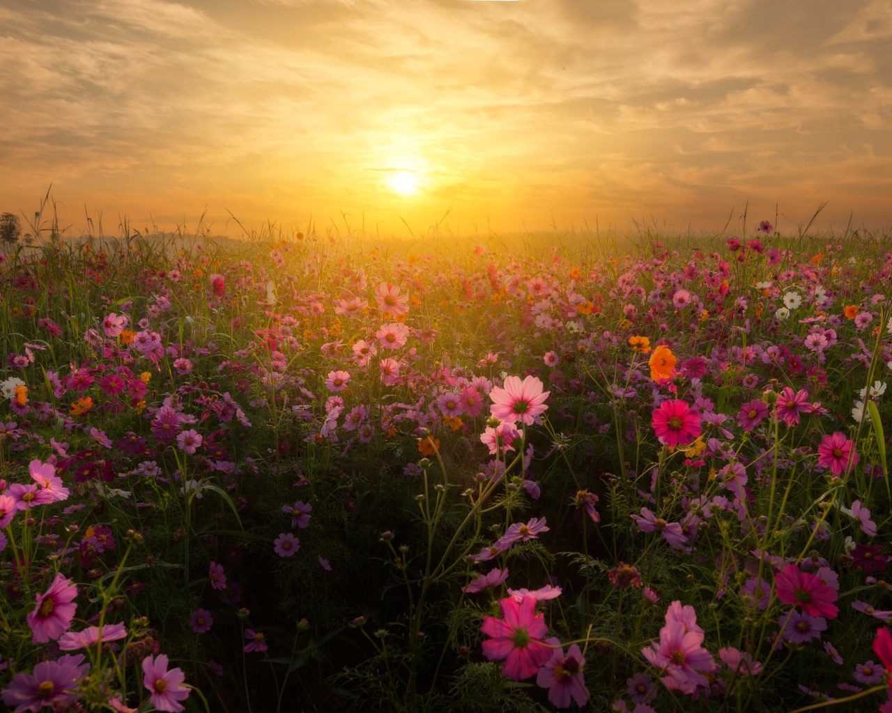 Восход солнца над полем космей 