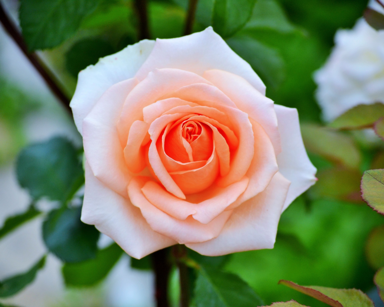 Нежная садовая роза кремового цвета 