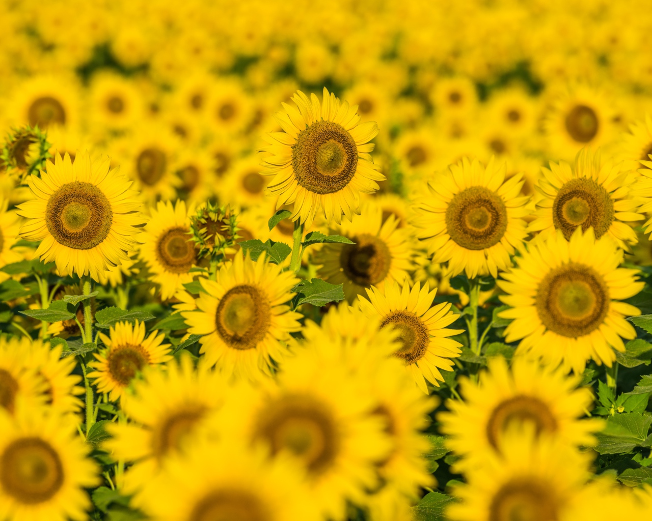 Поле солнечных цветущих подсолнухов летом