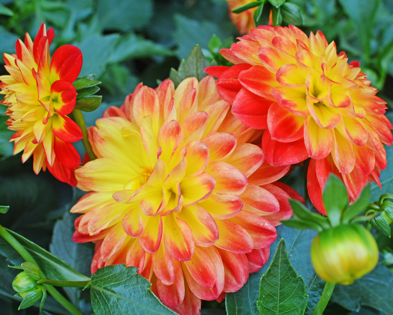 Три красивых оранжевых георгины 