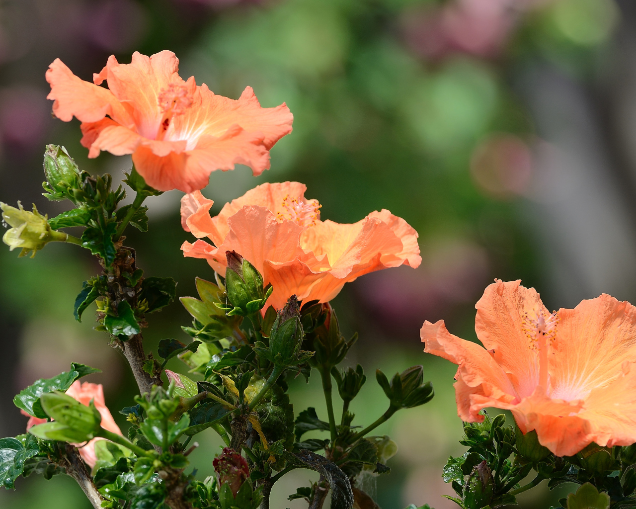 Три красивых оранжевых цветка гибискуса