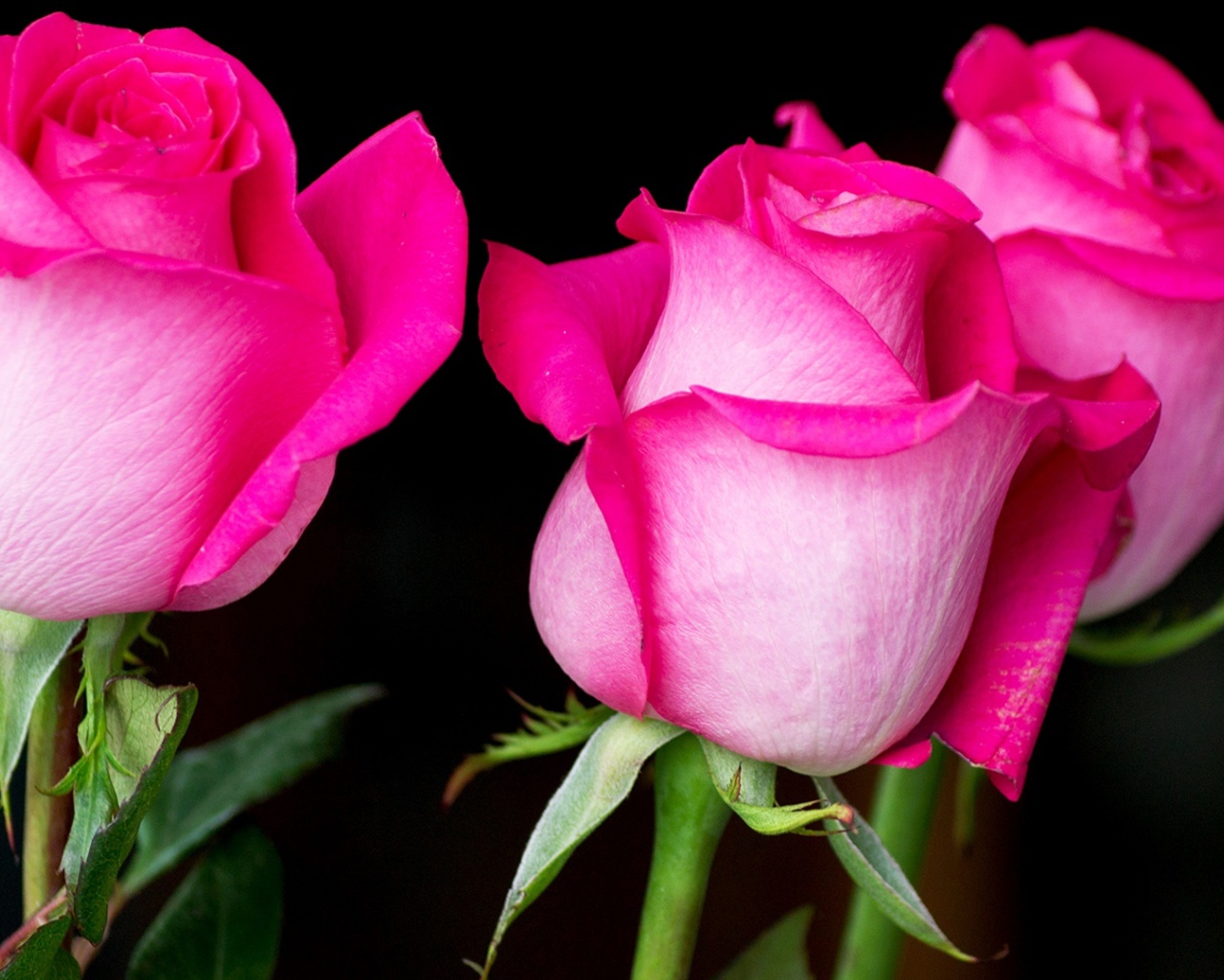 Три красивых розовых розы на черном фоне 