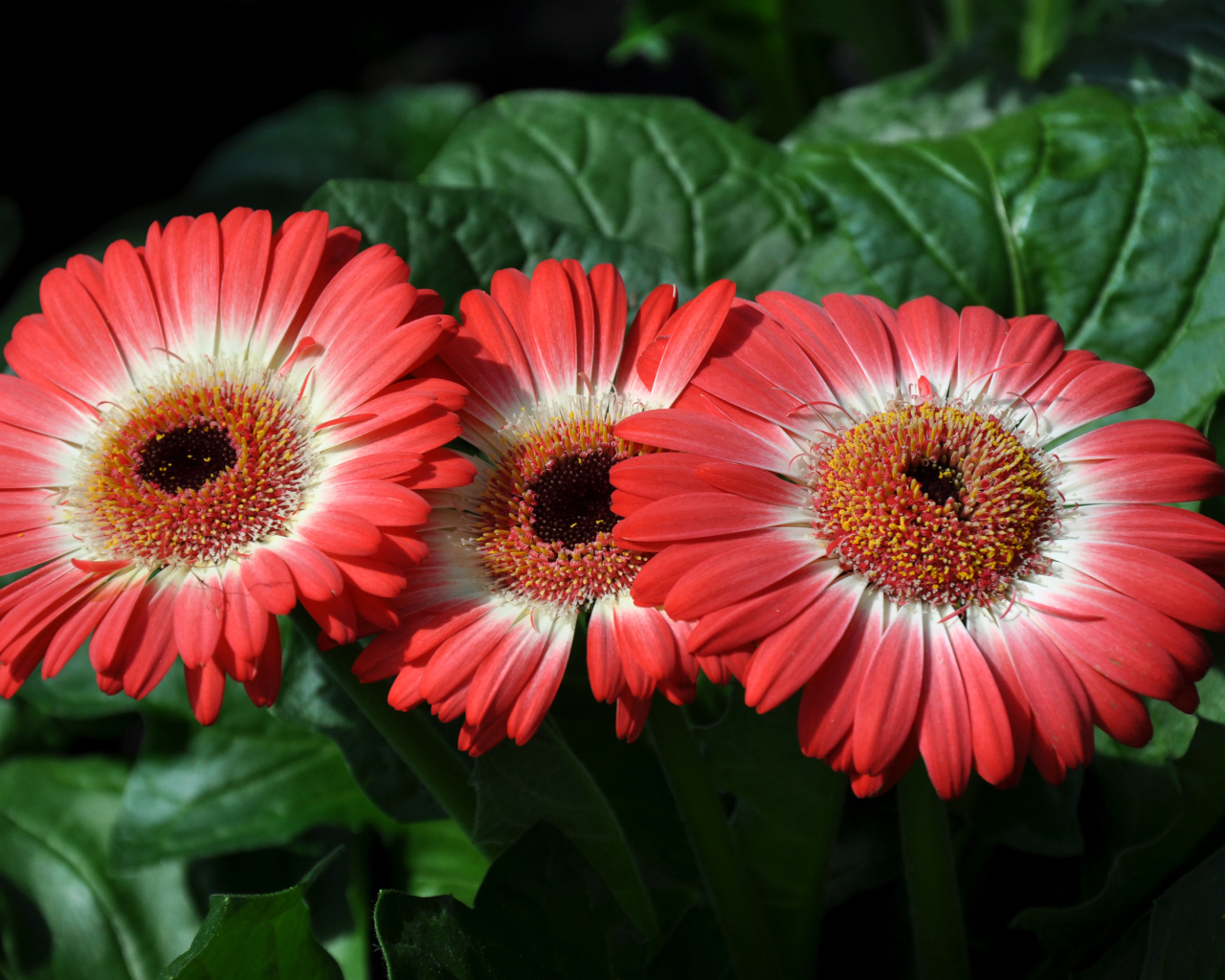 Три красивые красные герберы крупным планом