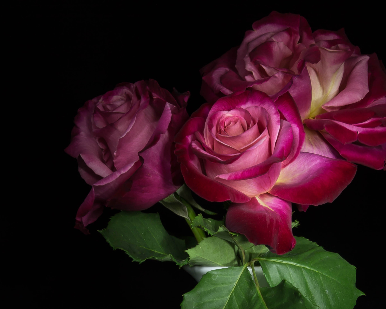 Три  красивых розы на черном фоне 