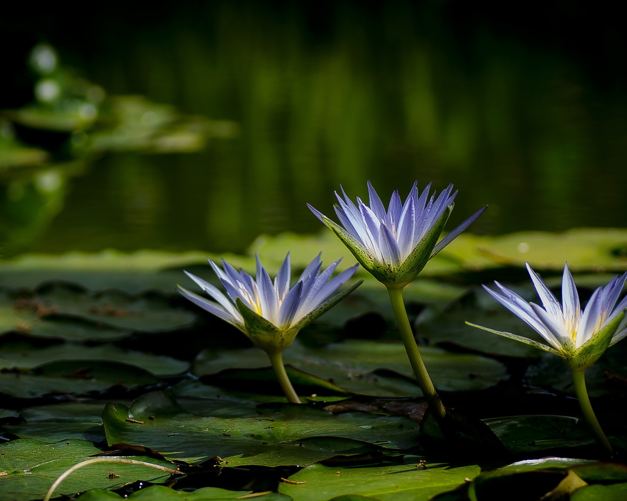 Три красивые фиолетовые кувшинки в воде