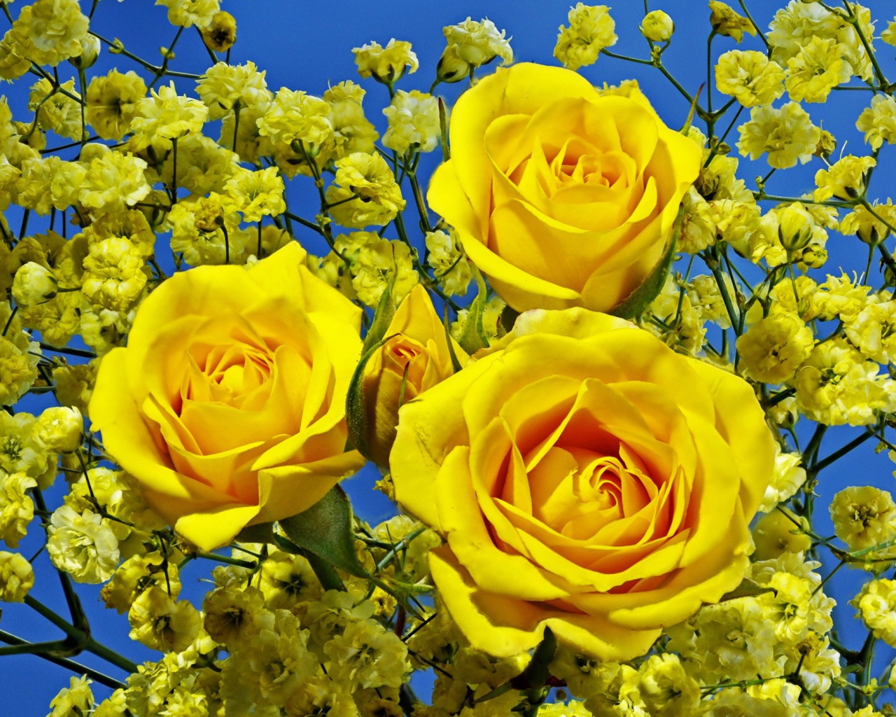 Три красивые желтые розы 