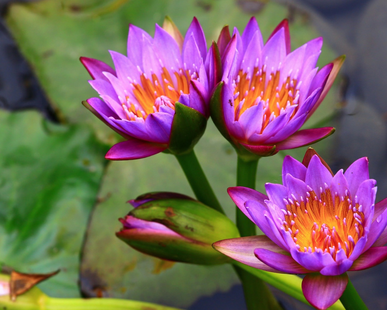 Три нежных сиреневых лотоса  в воде 