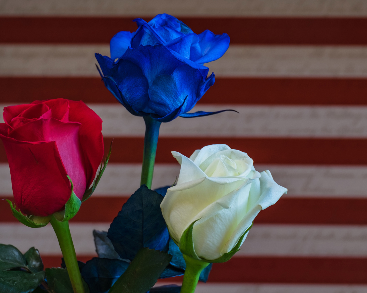 Три разноцветные розы крупным планом