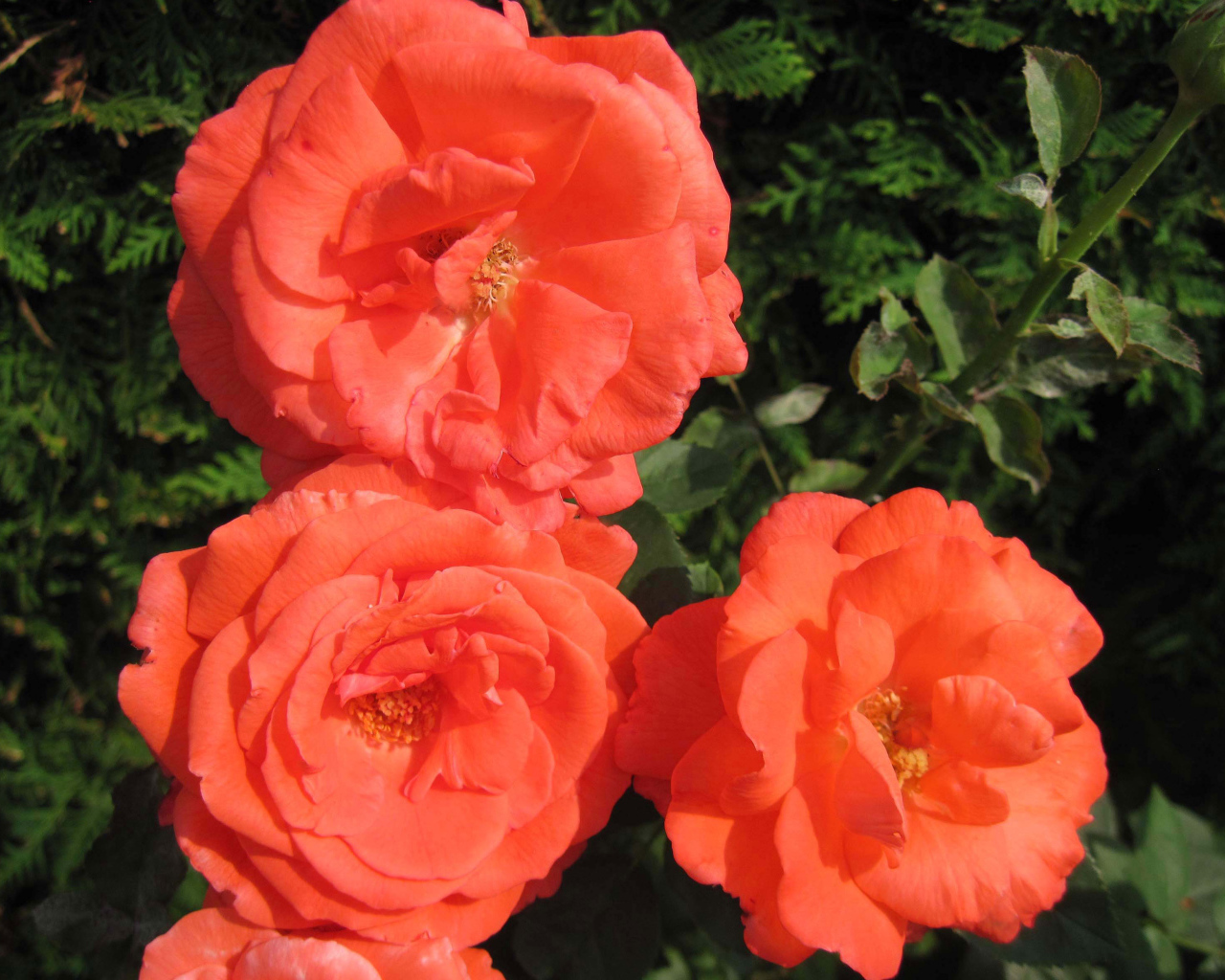 Три оранжевые садовые розы крупным планом