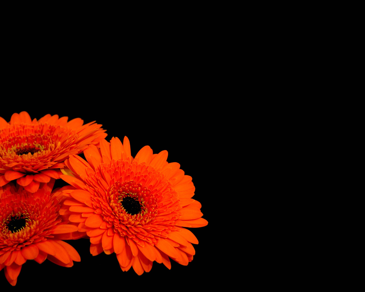 Три оранжевые герберы на черном фоне 