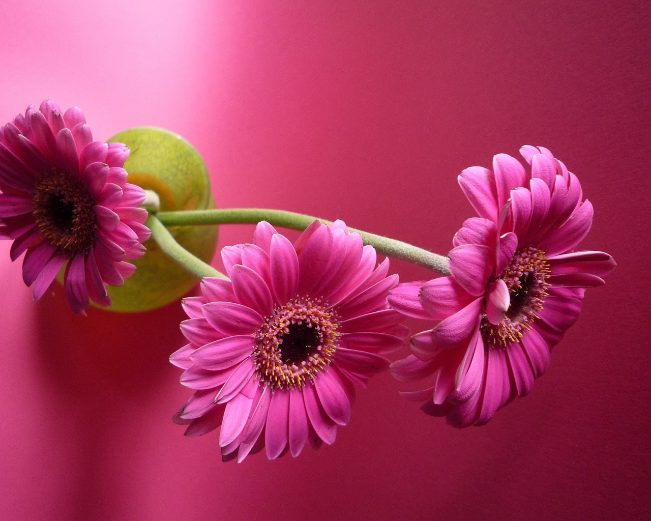 Три розовых герберы в вазе на розовом фоне
