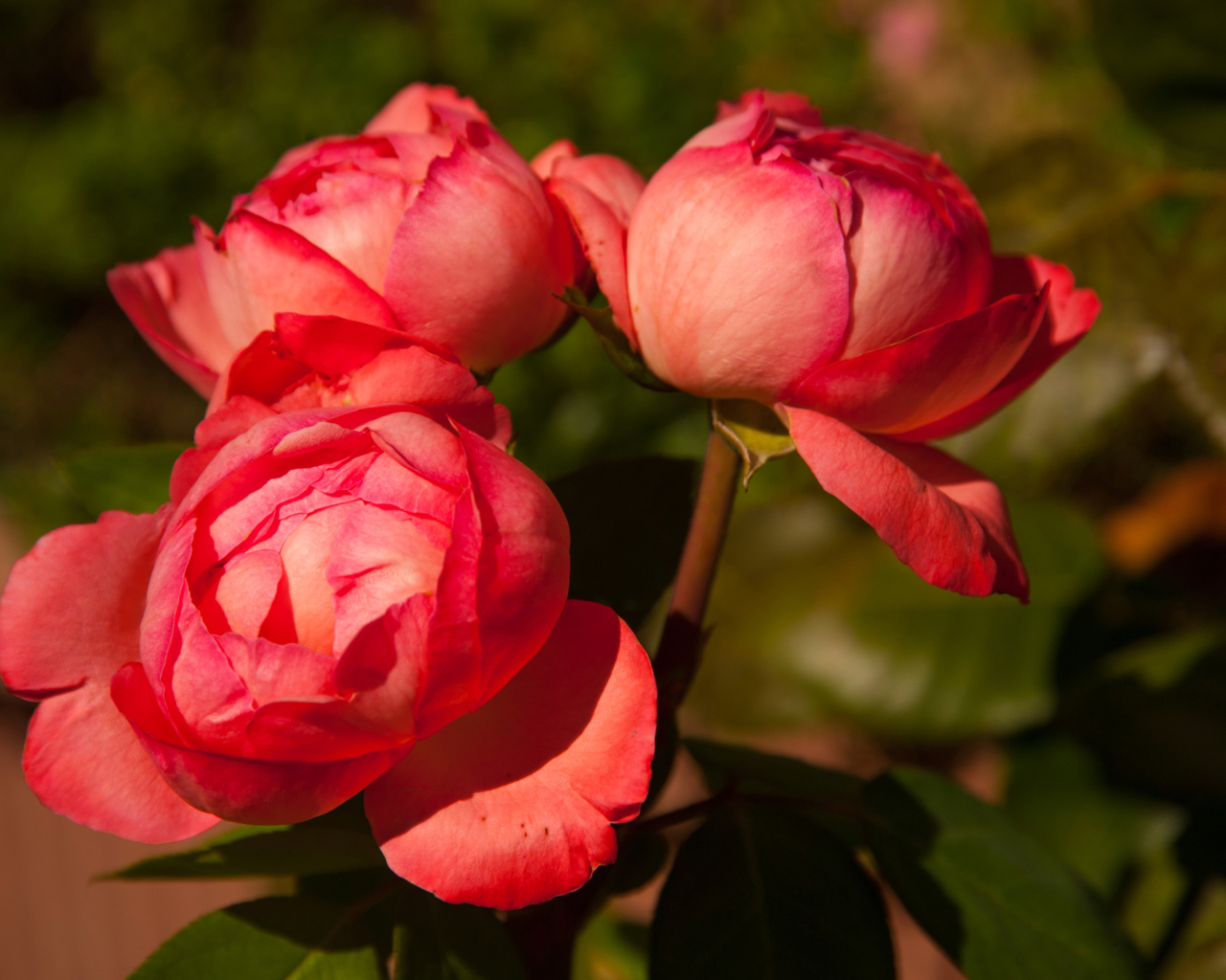 Три розовых розы в саду крупным планом